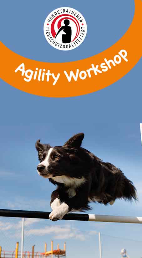 hundeworkshops_agility agility-workshop