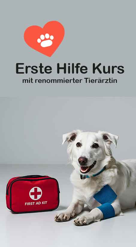 Erste Hilfe Kurs