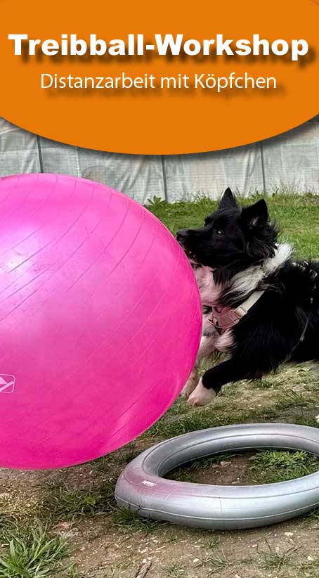 treibball