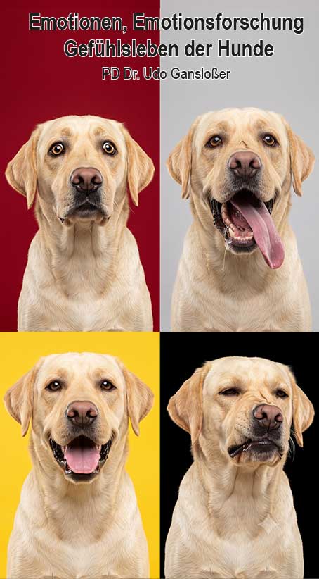 emotionen beim hund